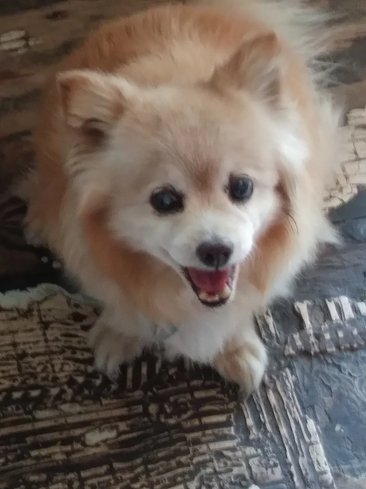 Lost dog in Azusa, CA, 91702