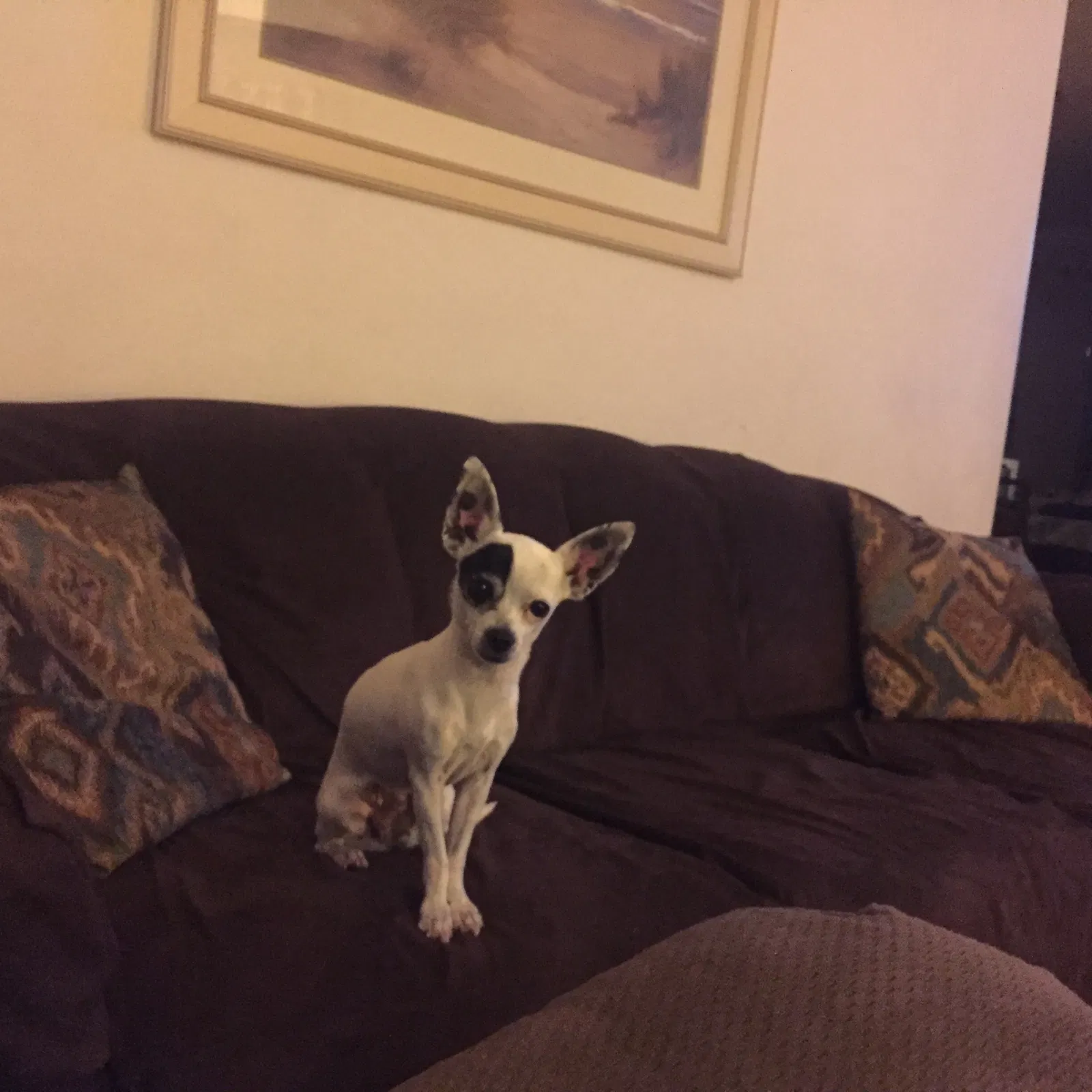 Lost dog in Rancho Cucamonga, CA, 91739