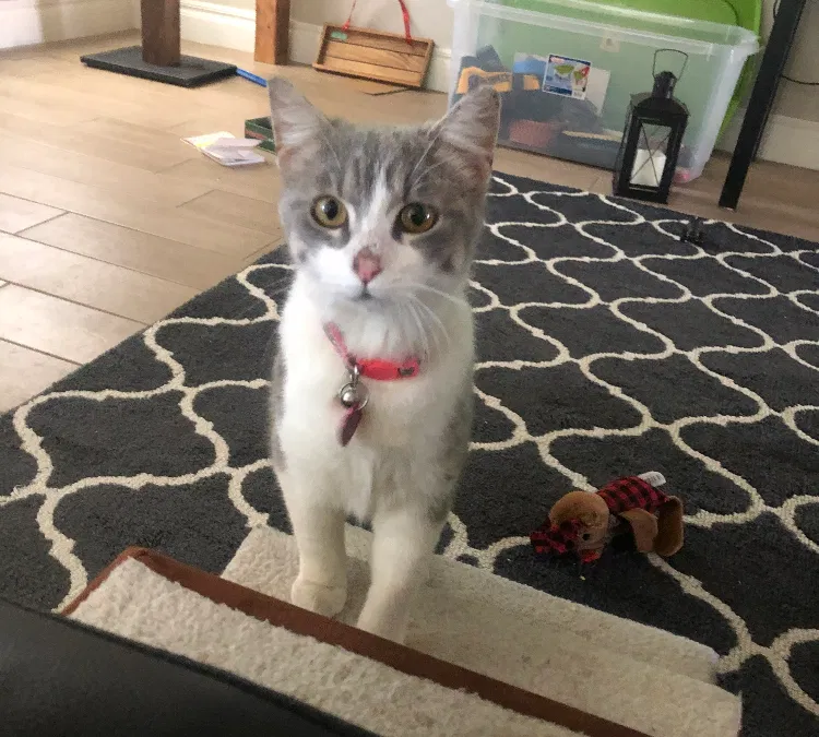 Lost cat in Norman, OK, 73072