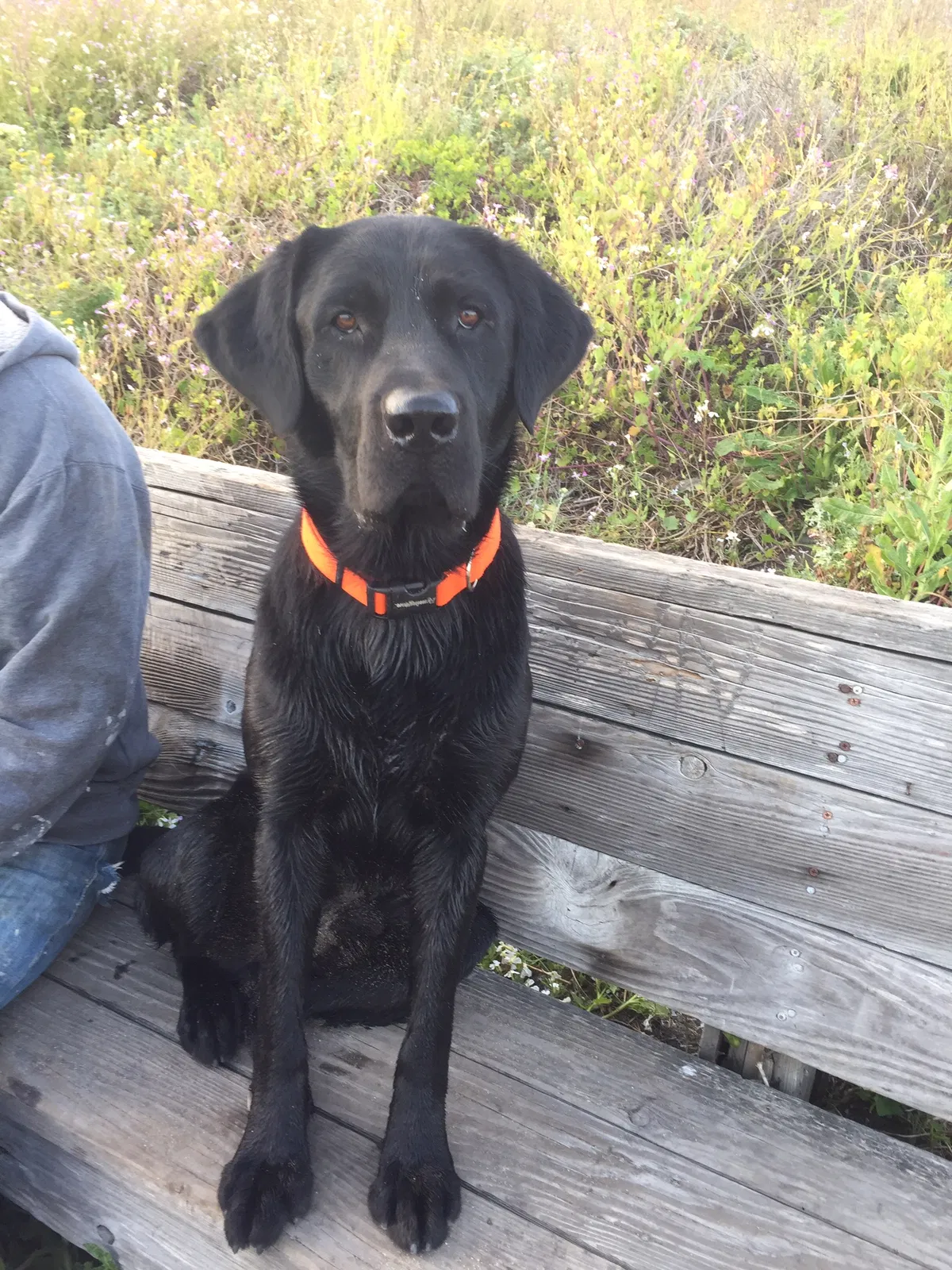 Lost dog in Stockton, CA, 95215