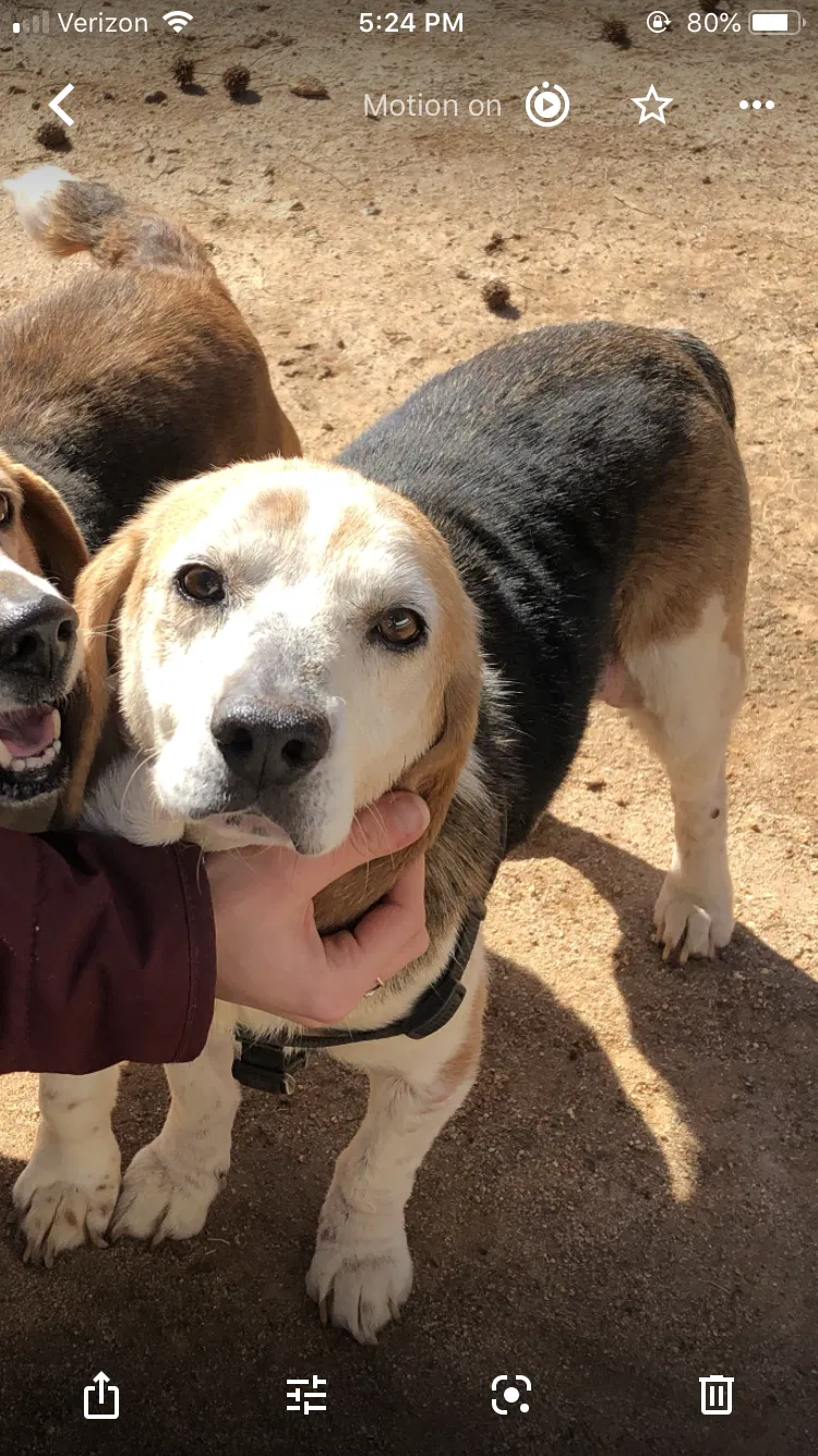 Lost dog in Colfax, NC, 27235