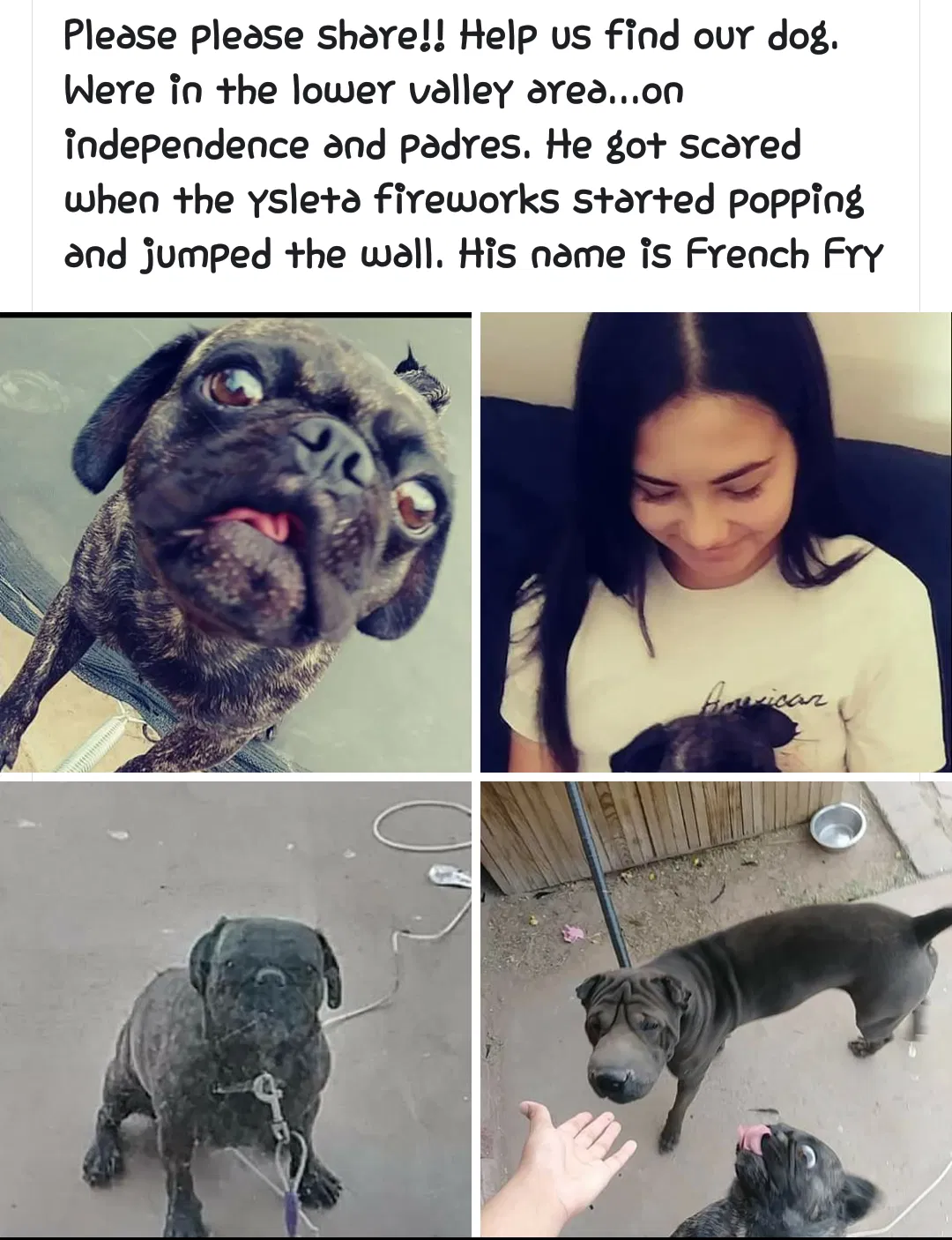 Lost dog in El Paso, TX, 79907