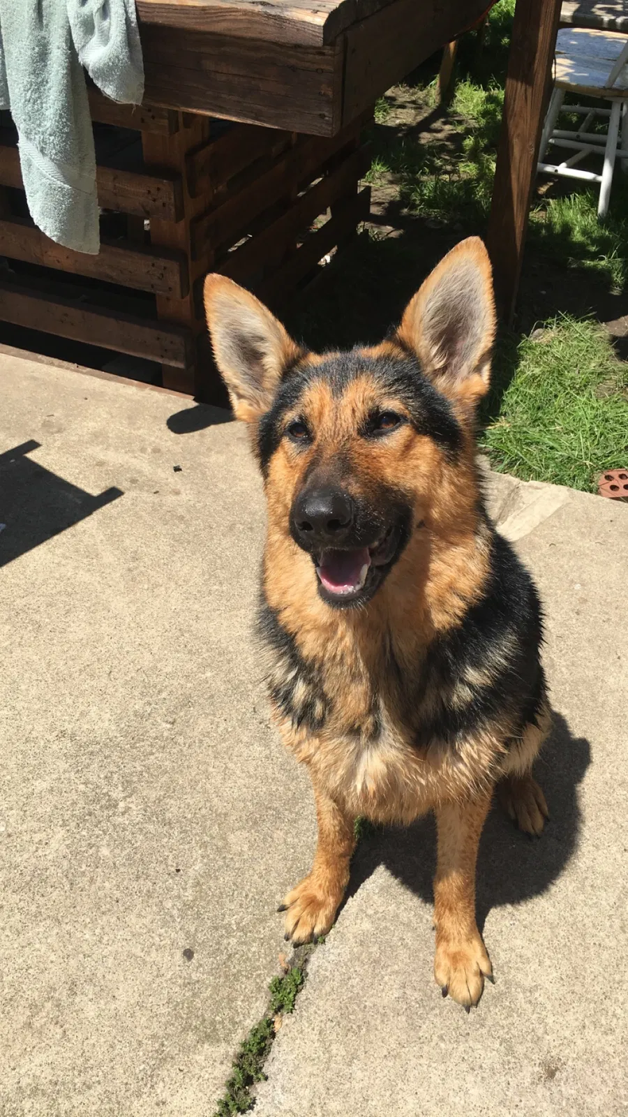 Lost dog in Redford, MI, 48239