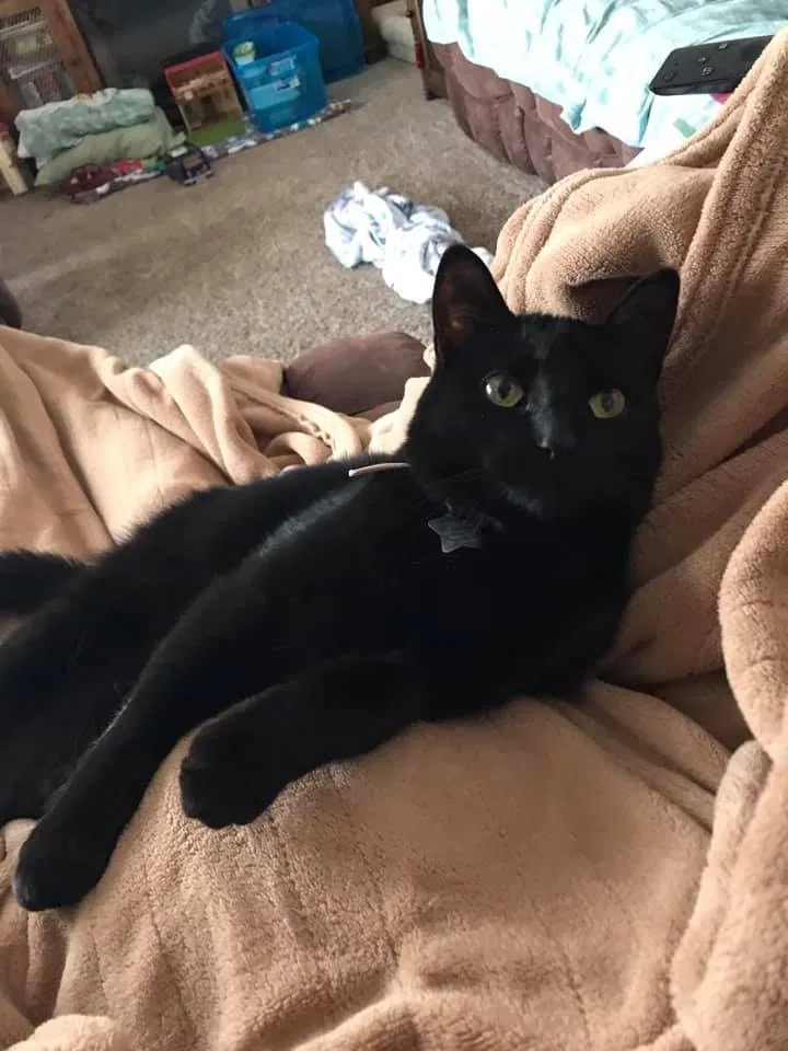Lost cat in Wilton, ND, 58579