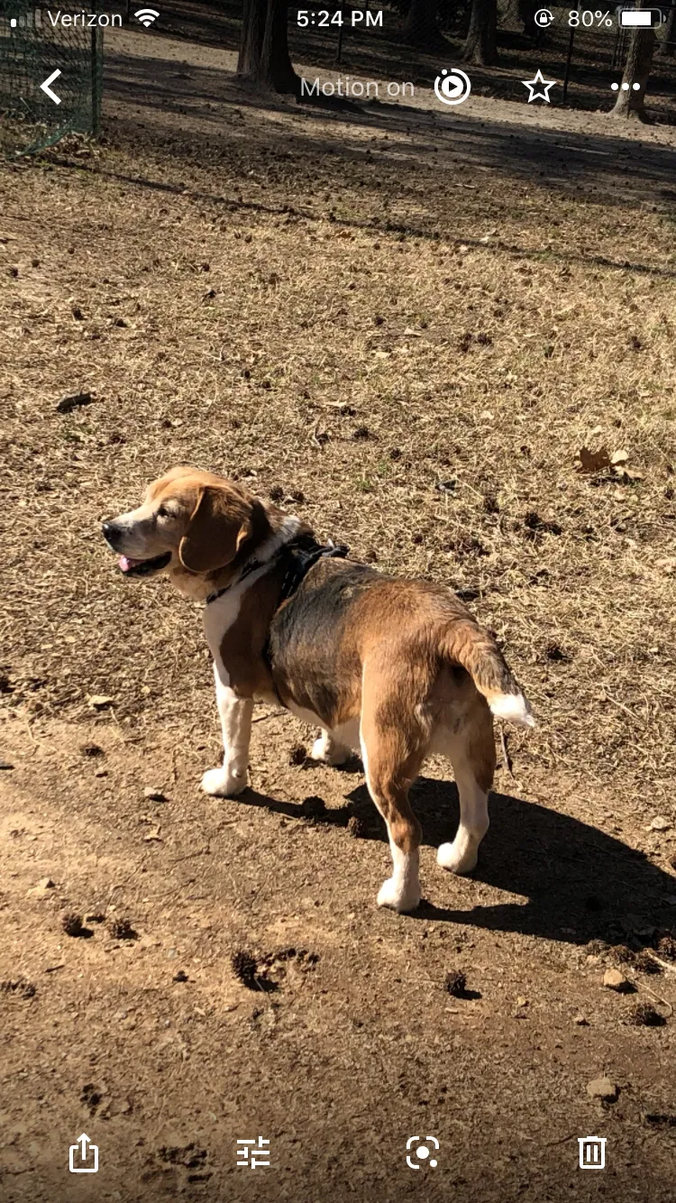 Lost dog in Colfax, NC, 27235