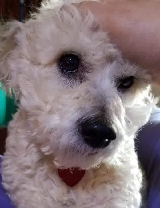 Lost dog in Oklahoma City, OK, 73159