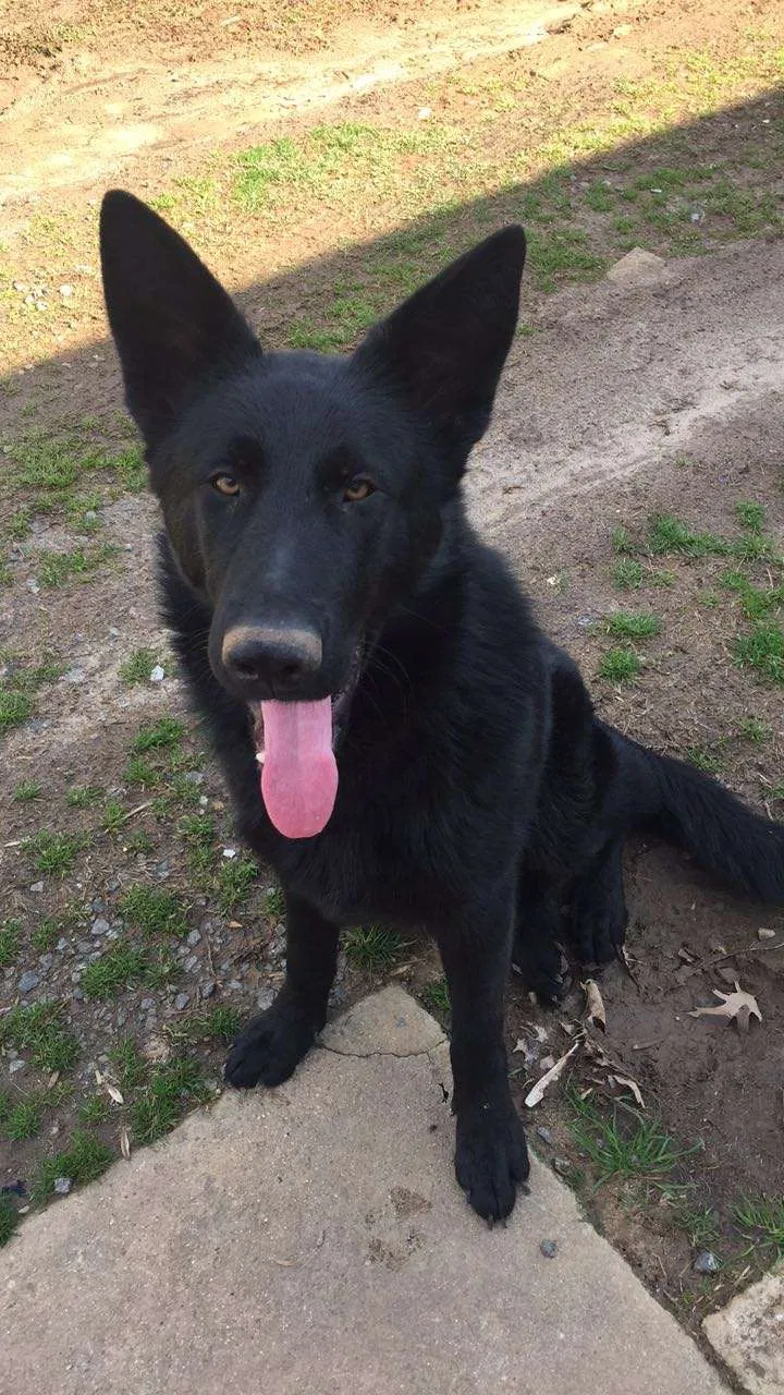 Lost dog in Cleveland, NC, 27013