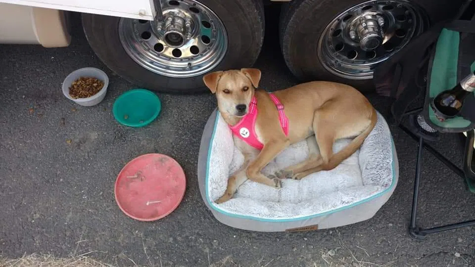 Lost dog in Blaine, WA, 98230