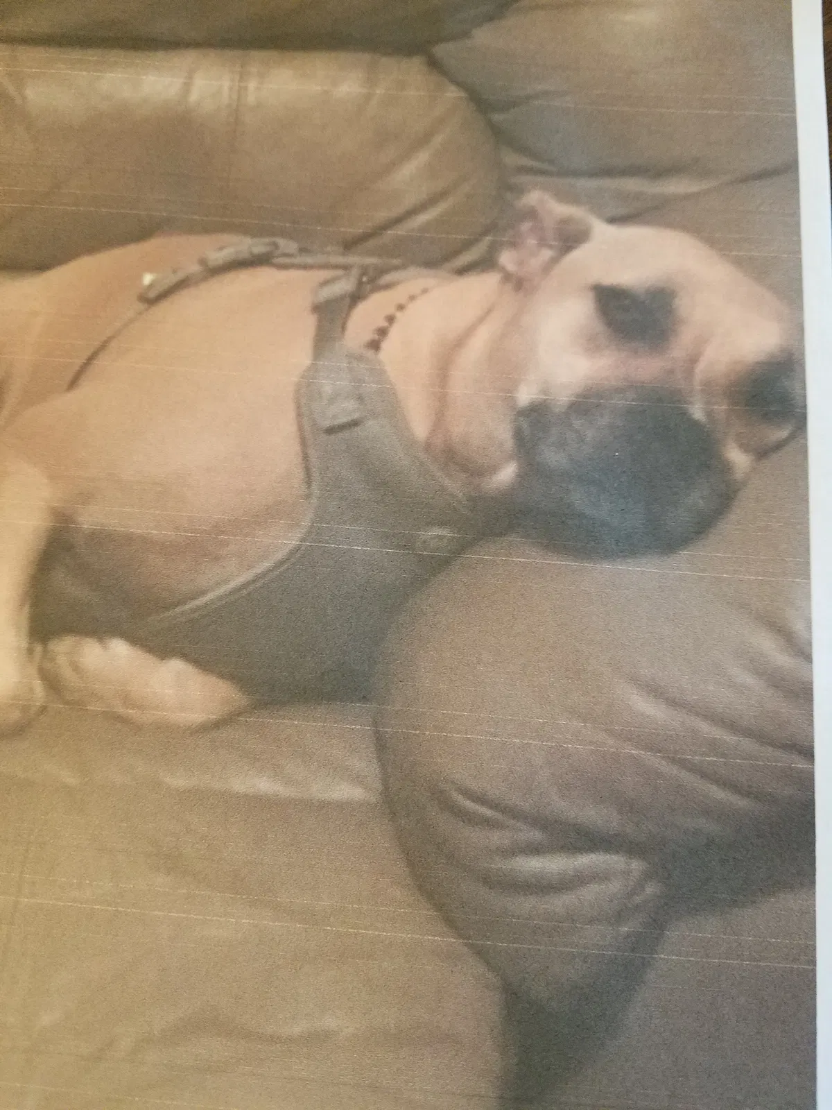 Lost dog in Lawton, OK, 73507