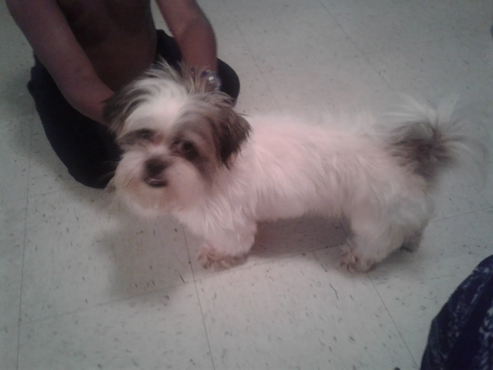 Lost dog in Beaumont, TX, 77705