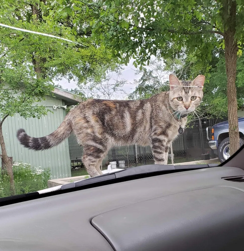 Lost cat in Killeen, TX, 76542