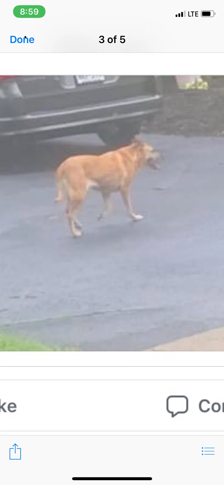 Lost dog in Trenton, NJ, 8690