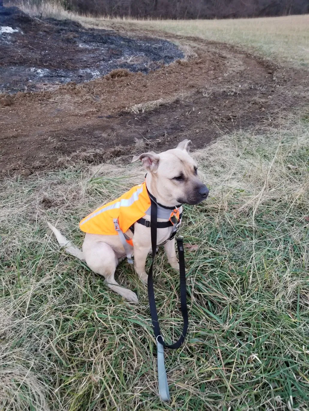 Lost dog in Washington, DC, 20008