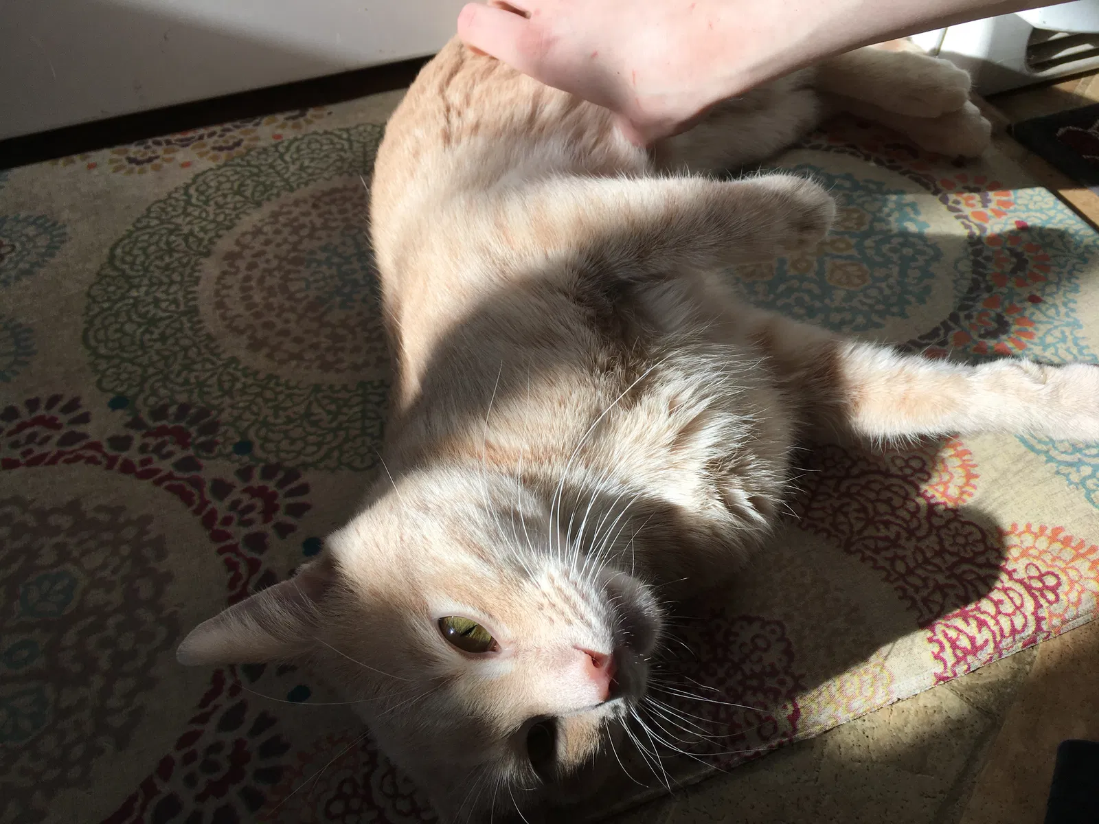 Lost cat in Waupun, WI, 53963