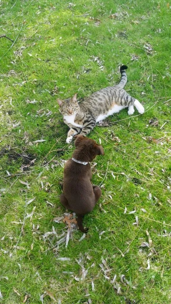 Lost cat in Rogers, MN, 55374