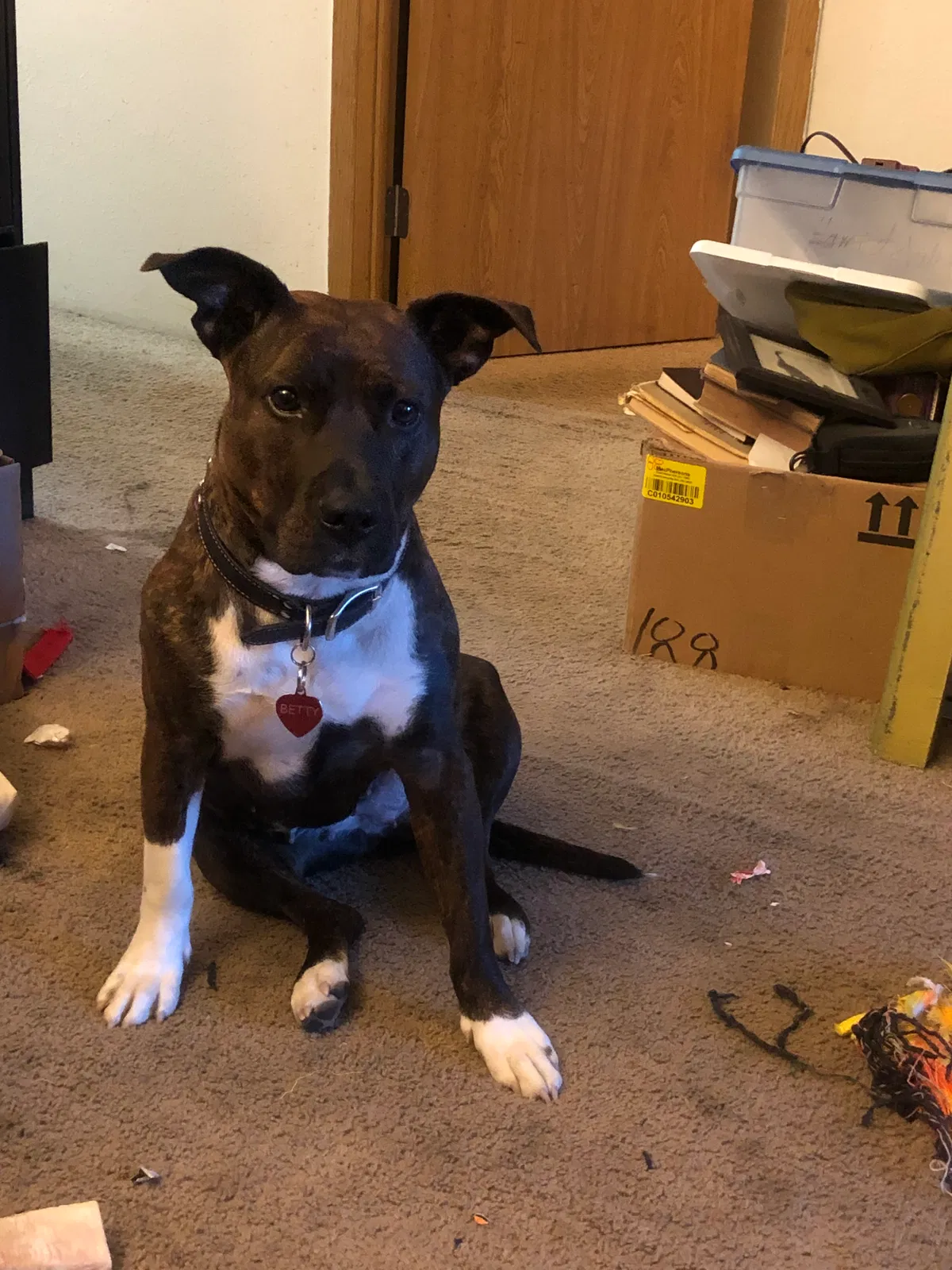 Lost dog in Lynnwood, WA, 98087