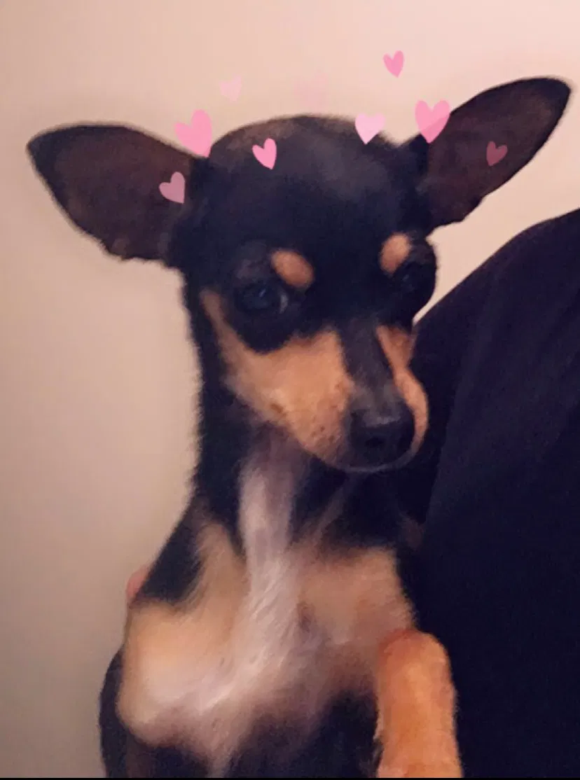 Lost dog in Phoenix, AZ, 85037