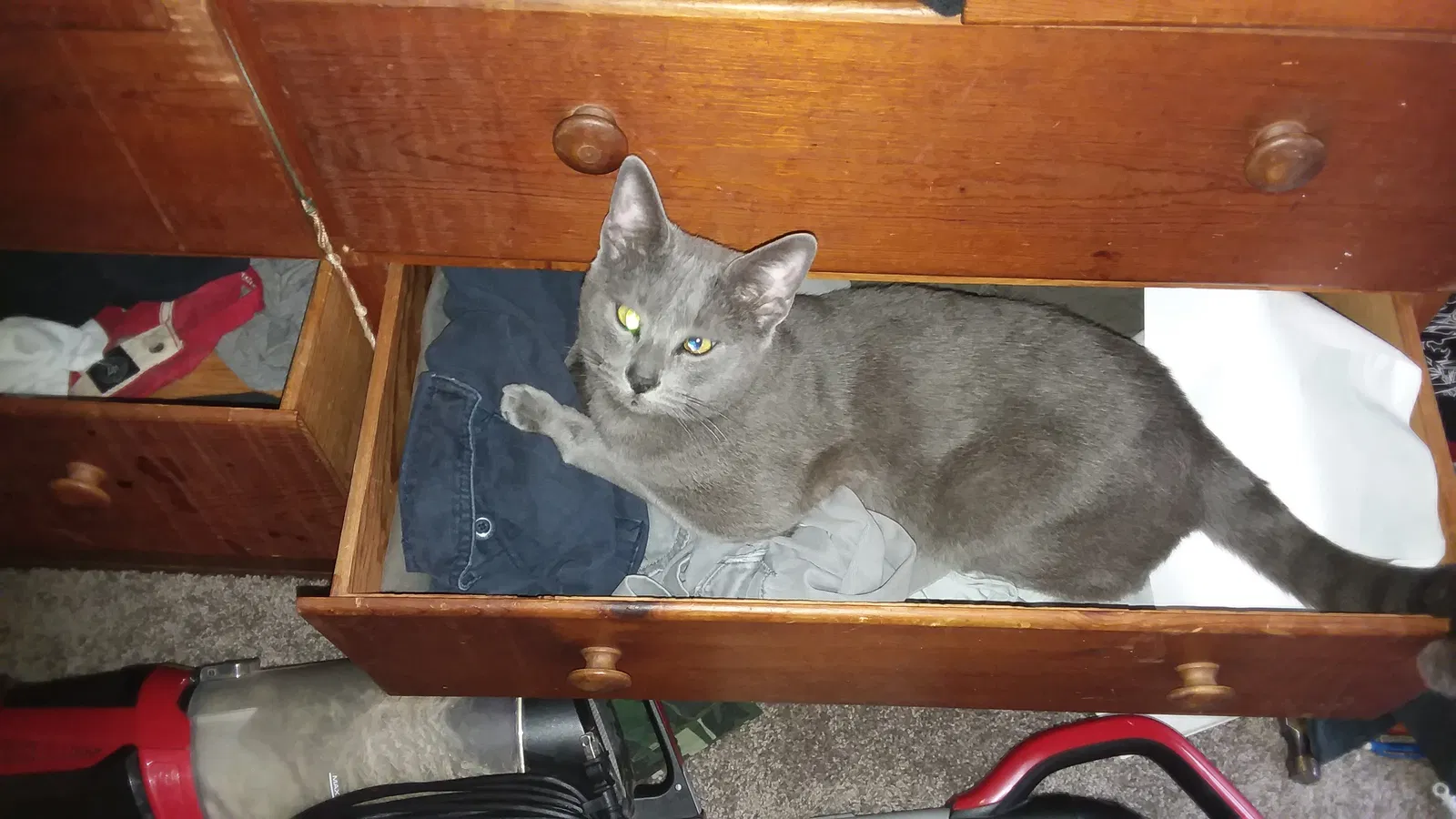 Lost cat in Marietta, GA, 30060