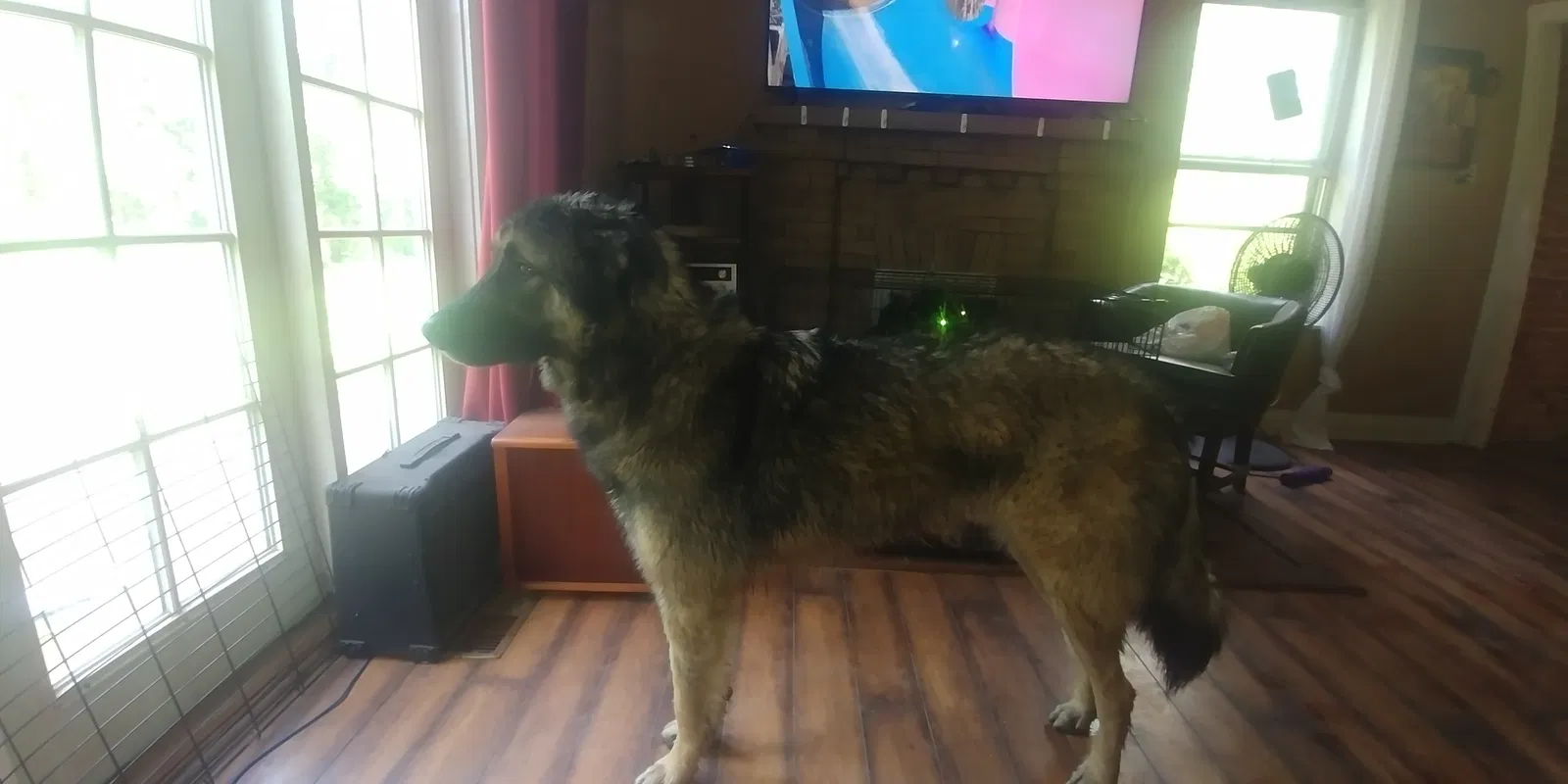 Lost dog in New Haven, MO, 63068