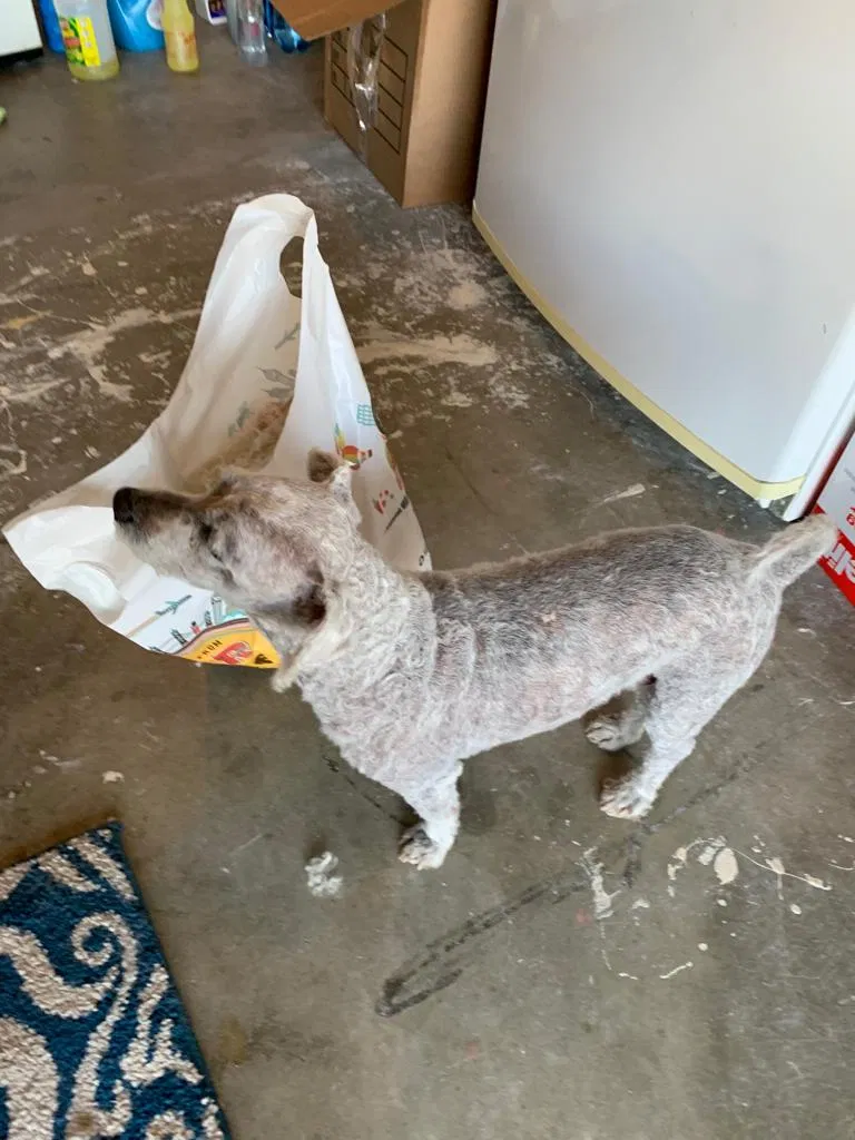 Lost dog in San Bernardino, CA, 92411