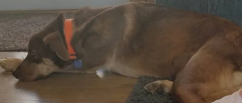 Lost dog in Blacksburg, SC, 29702