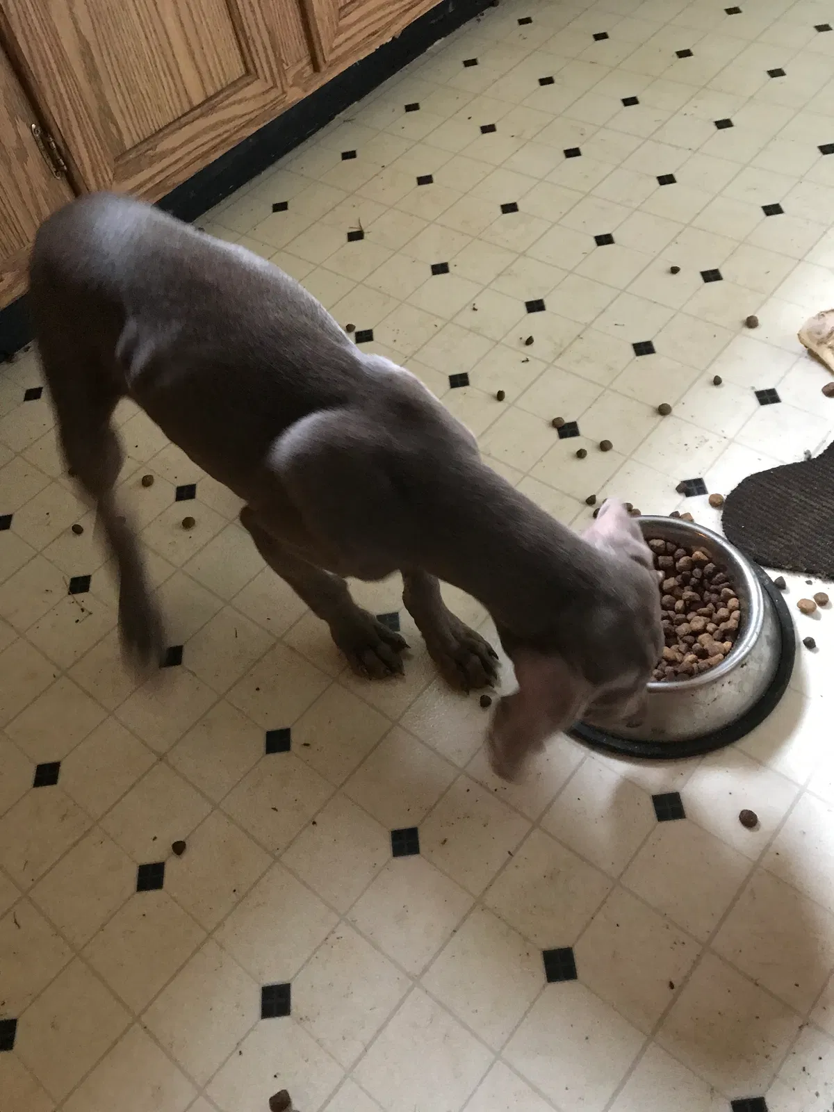 Lost dog in Oliver Springs, TN, 37840