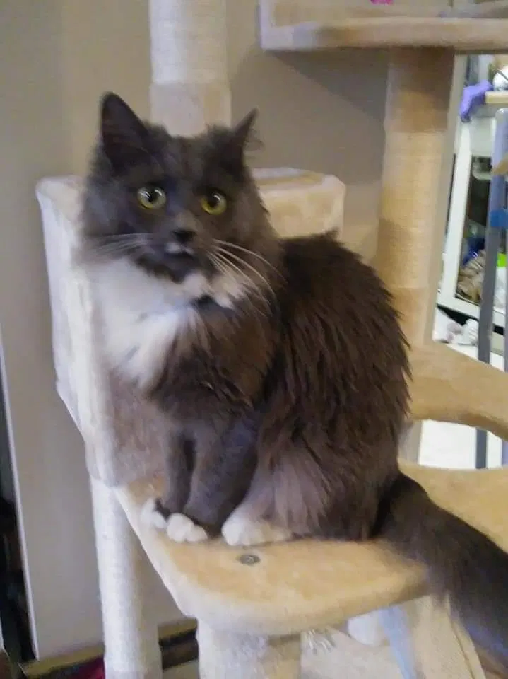 Lost cat in Falling Waters, WV, 25419