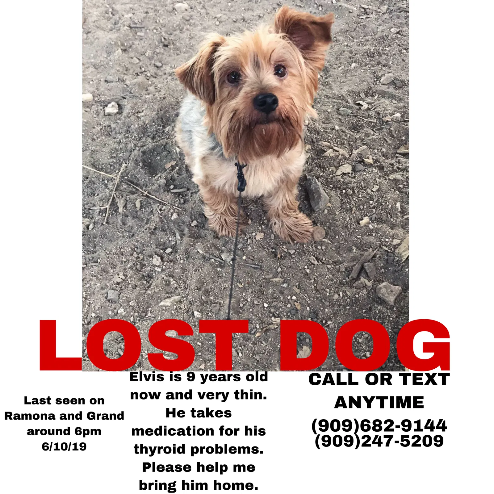 Lost dog in Montclair, CA, 91763