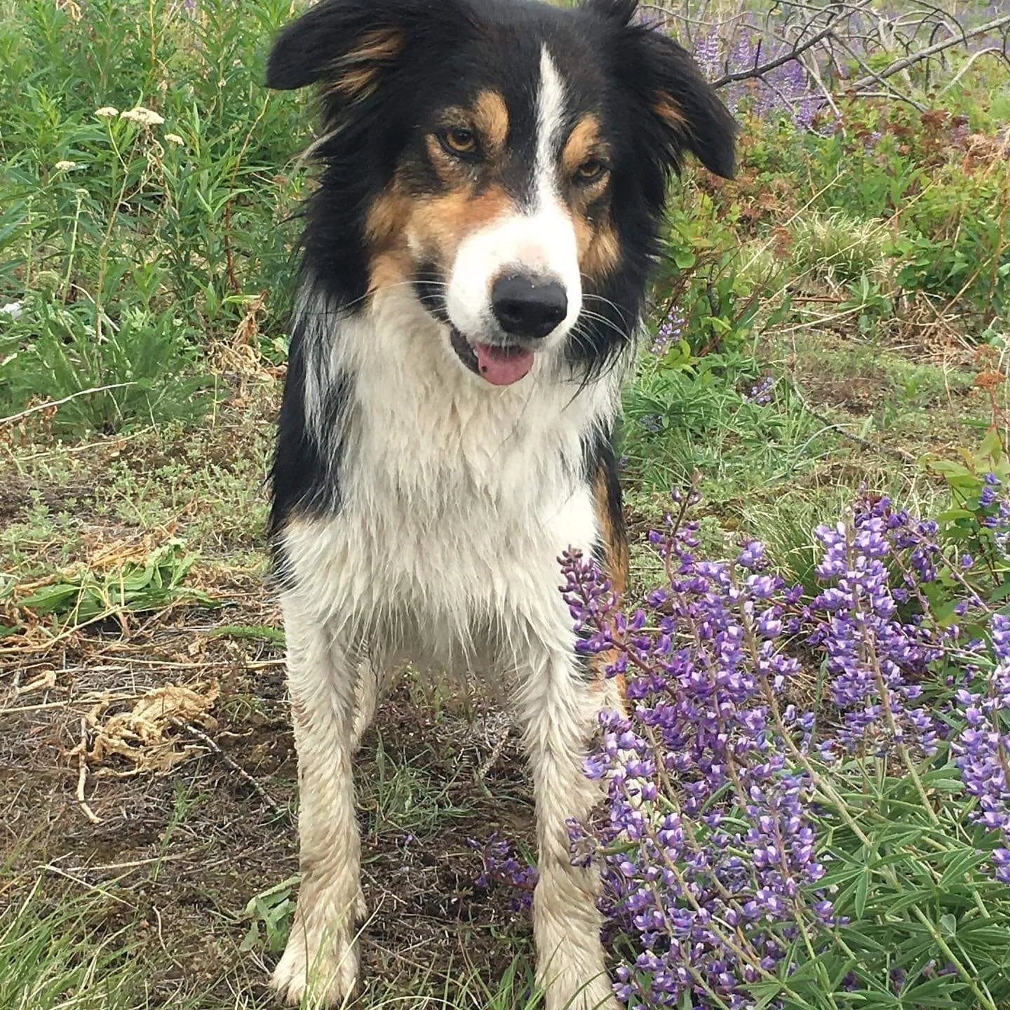 Lost dog in Mazama, WA, 98833