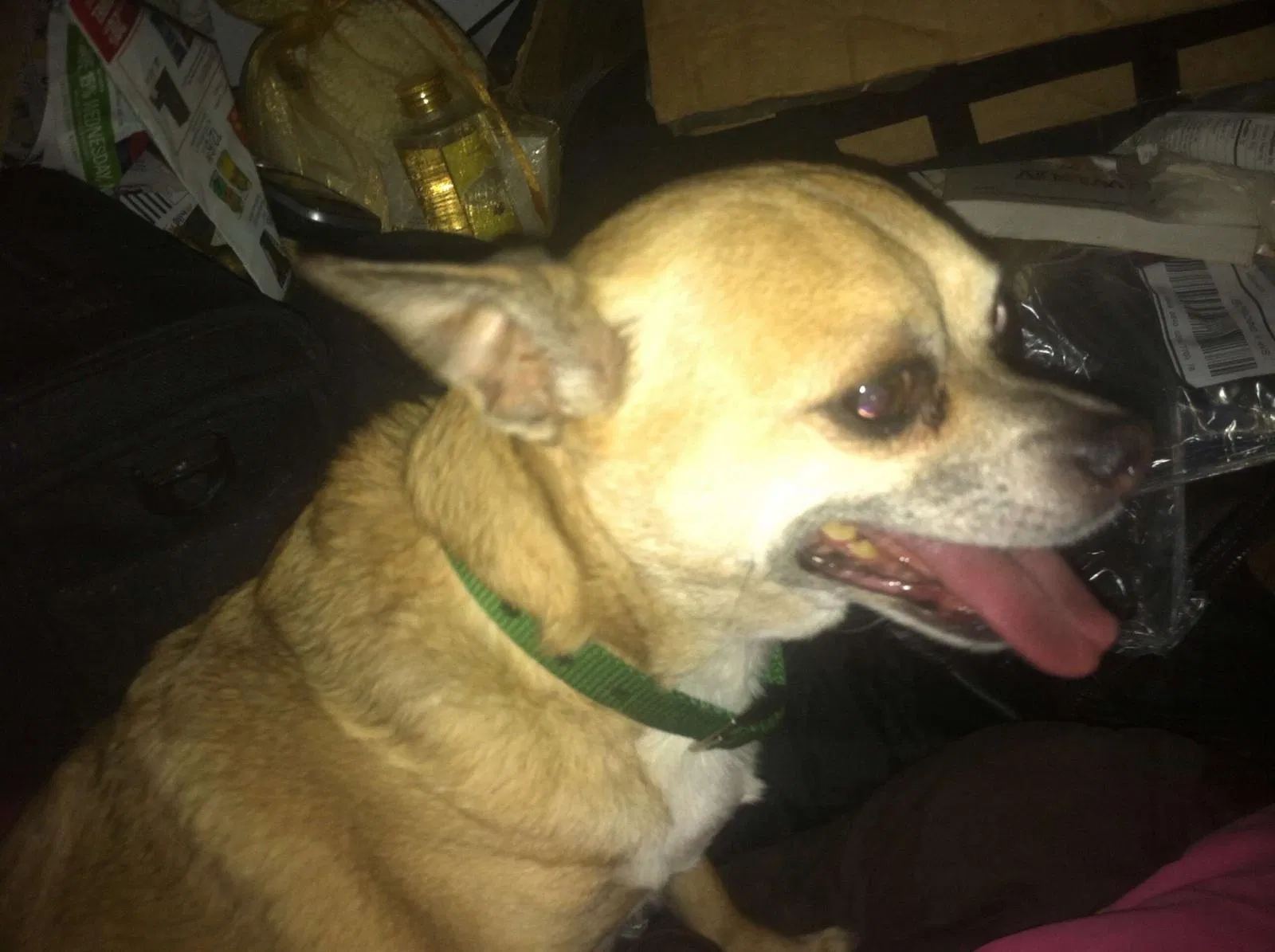 Lost dog in Grand Marsh, WI, 53936