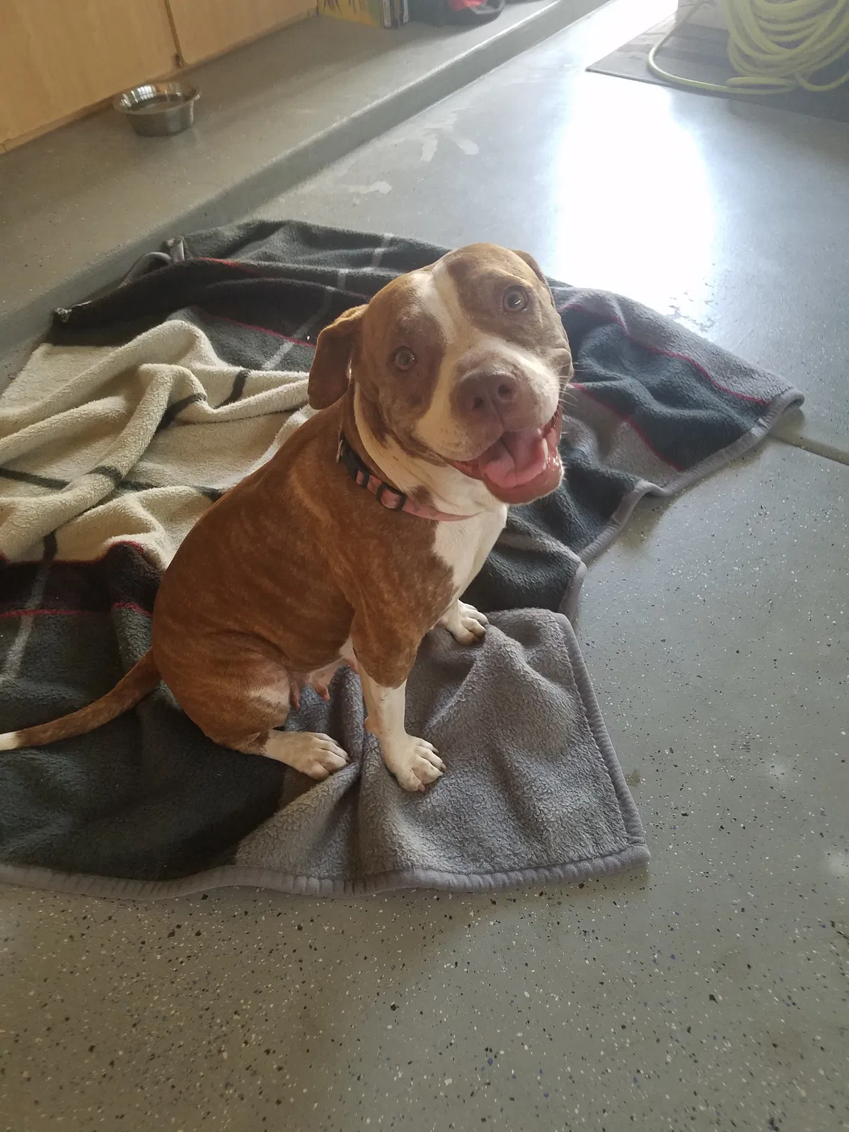 Found dog in Chandler, AZ, 85286