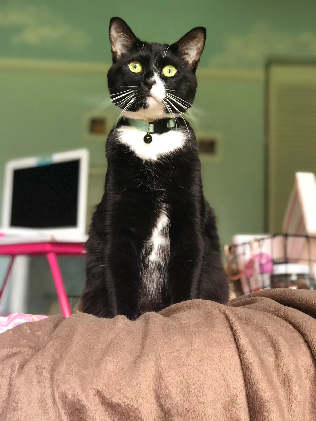 Lost cat in Deland, FL, 32720
