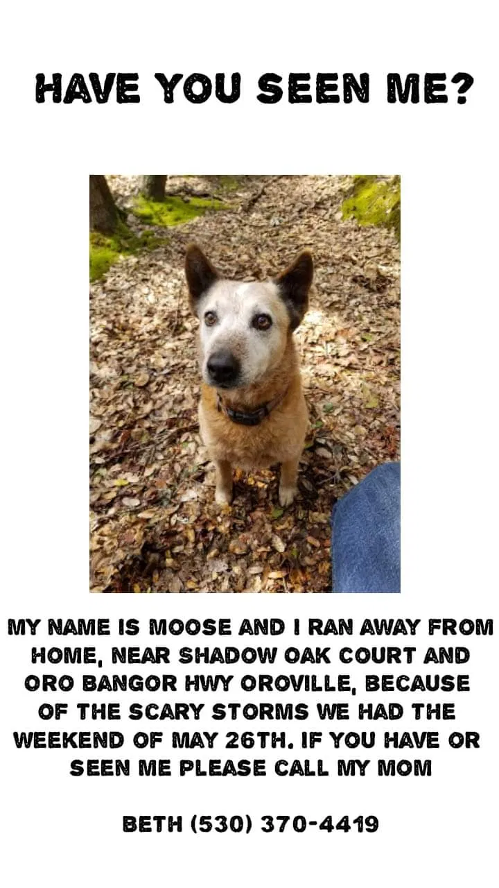 Lost dog in Oroville, CA, 95966