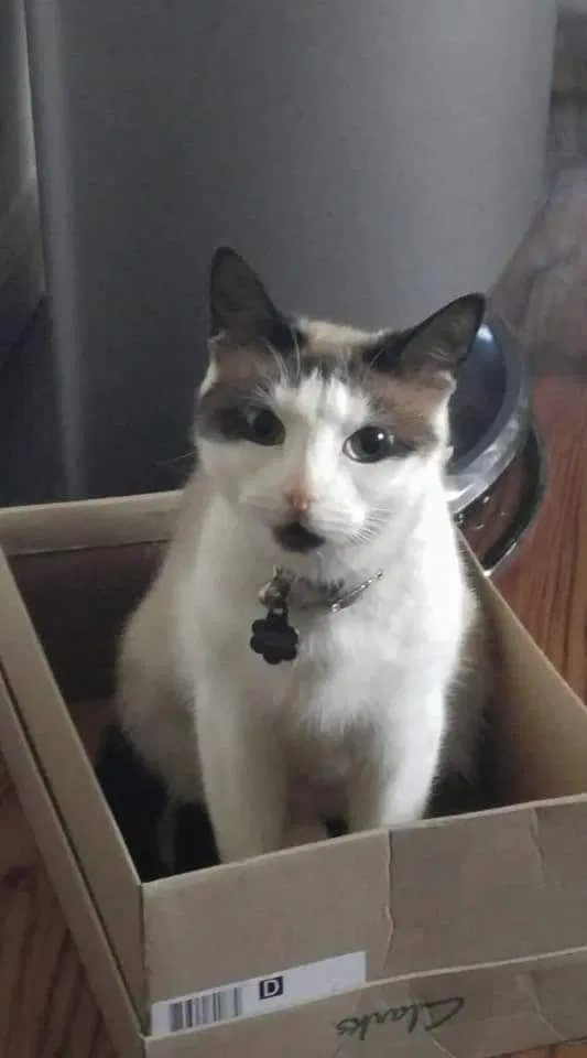 Lost cat in Glenolden, PA, 19036