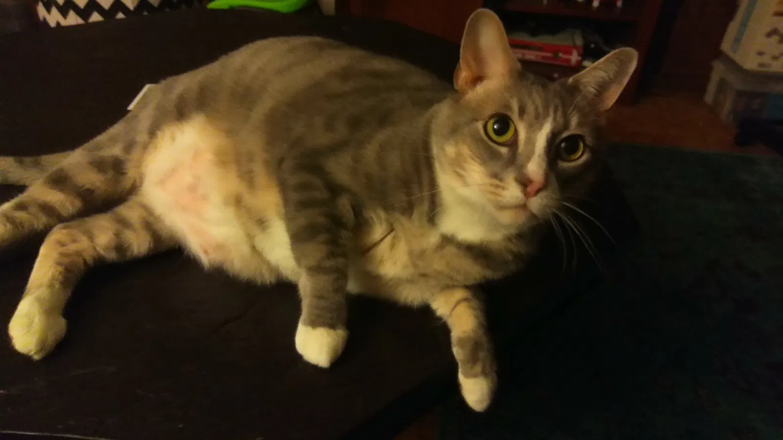 Lost cat in Beltsville, MD, 20705