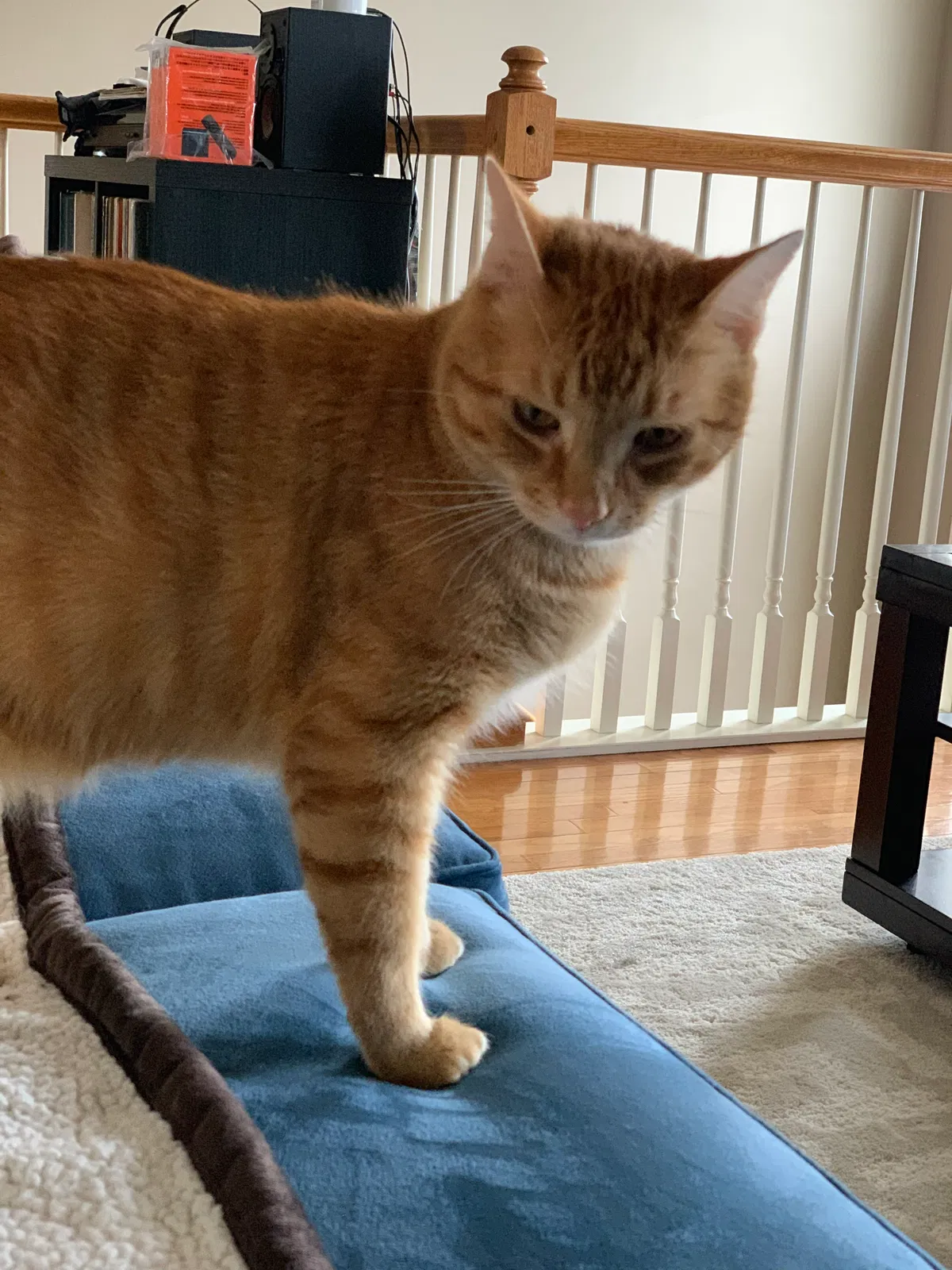 Lost cat in Bethlehem, PA, 18017