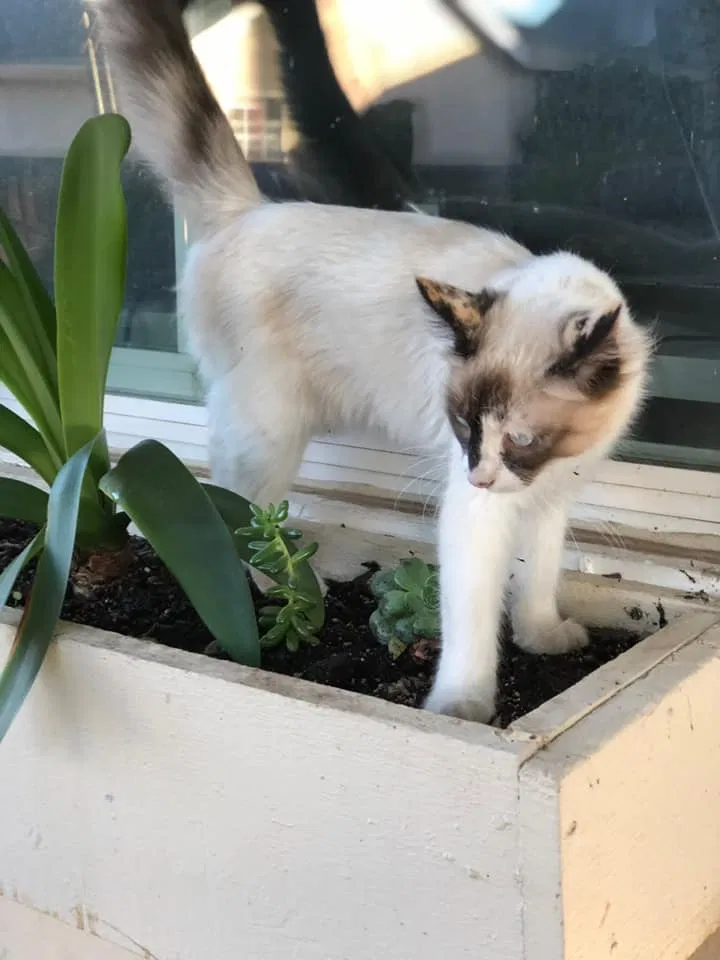 Lost cat in Watsonville, CA, 95076