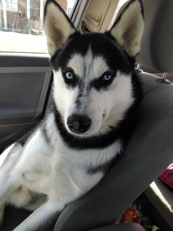 Lost dog in Troy, OH, 45373