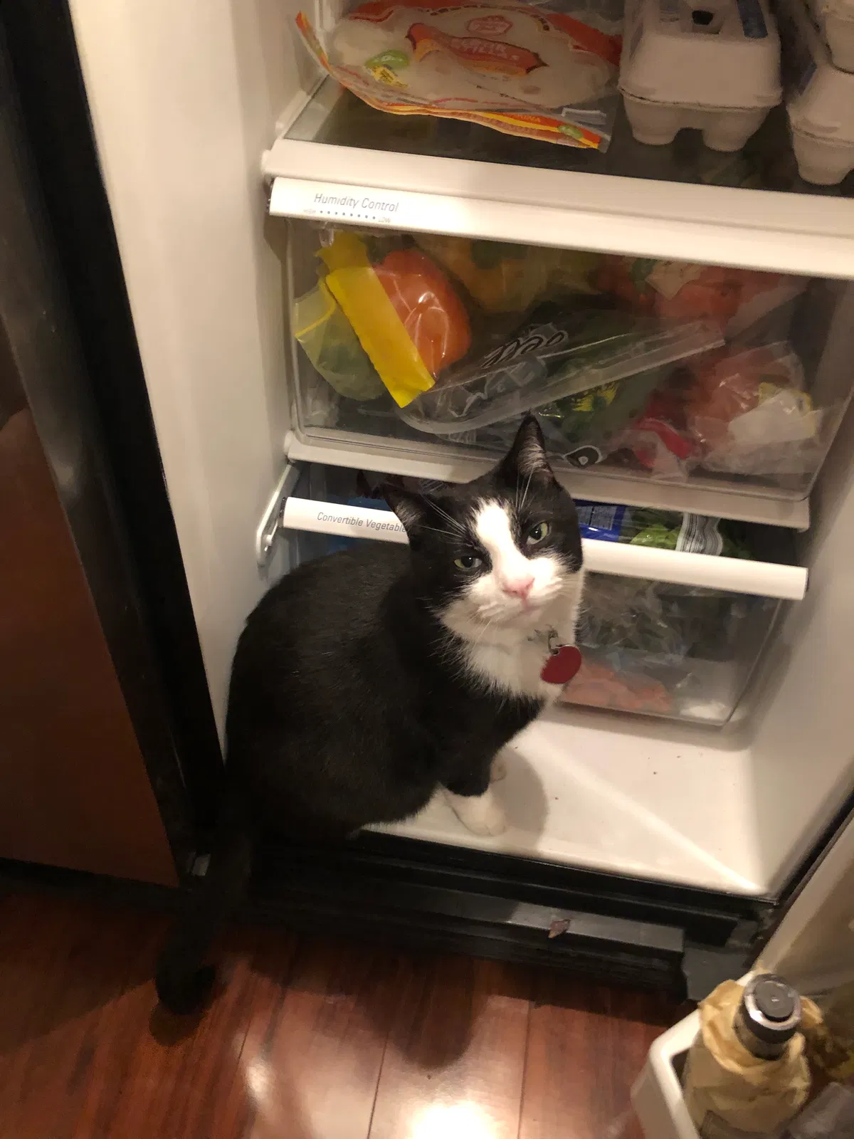 Lost cat in Lexington, SC, 29072