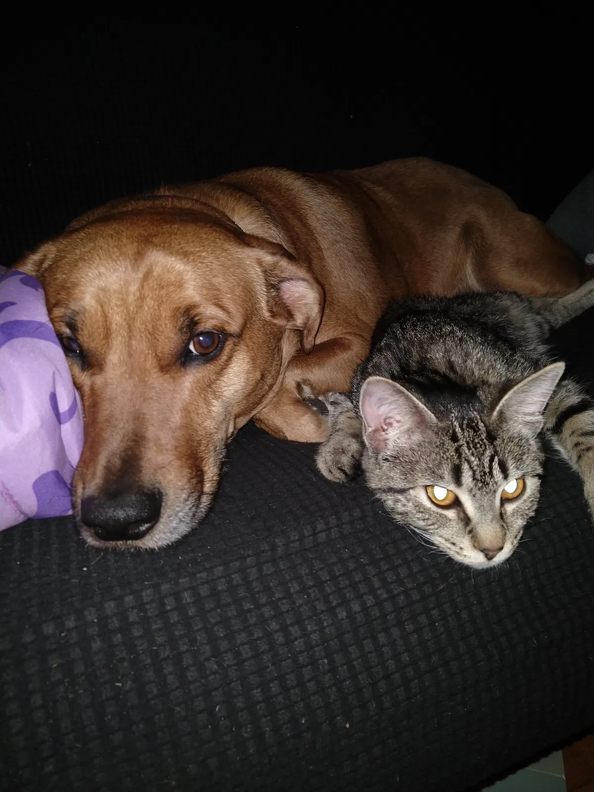 Lost cat in Minneapolis, MN, 55412