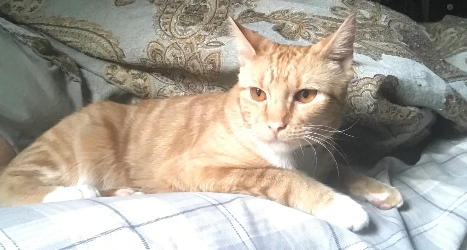 Lost cat in Elysburg, PA, 17824