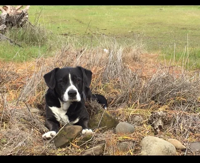 Lost dog in Rumsey, CA, 95679