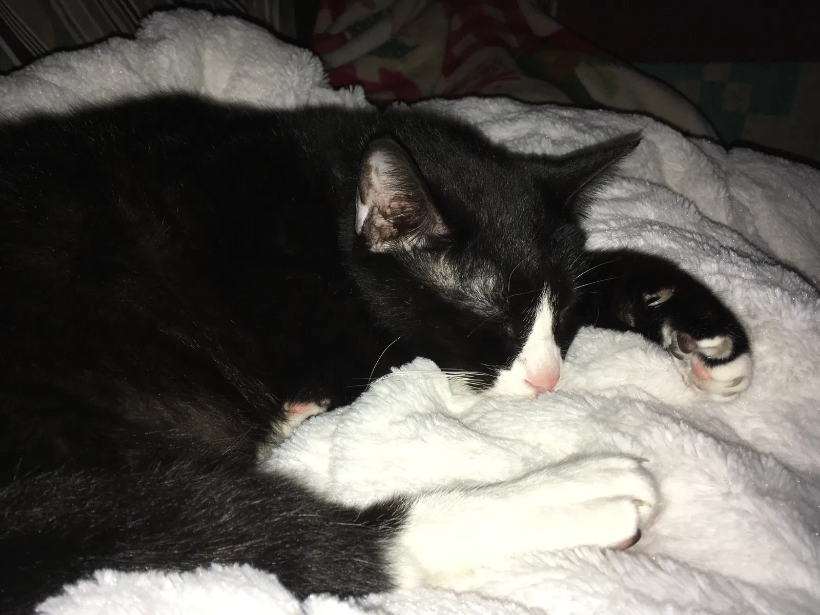 Lost cat in Evansville, IN, 47712