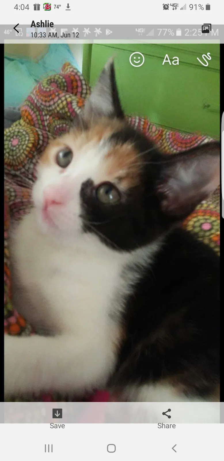 Lost cat in Cedar Springs, MI, 49319