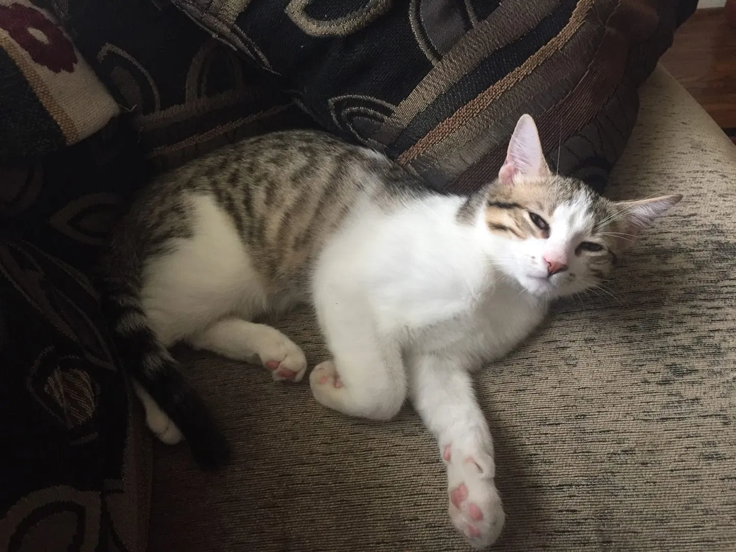 Lost cat in Buffalo, NY, 14209