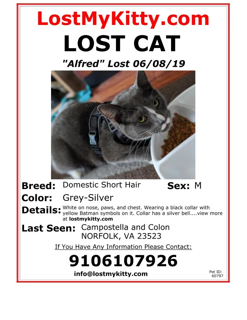 Lost cat in Norfolk, VA, 23523