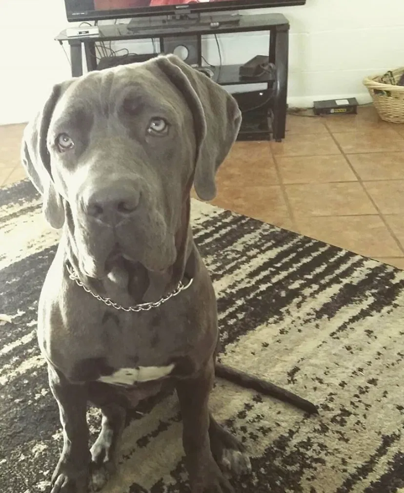 Lost dog in Phoenix, AZ, 85013