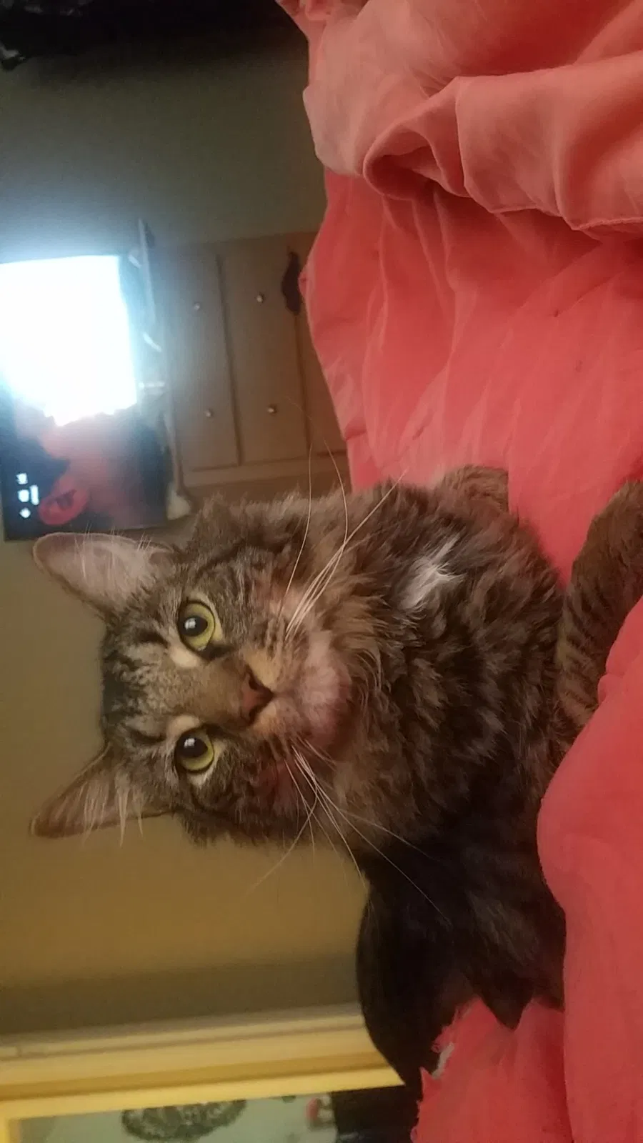 Lost cat in Clarksville, TN, 37042