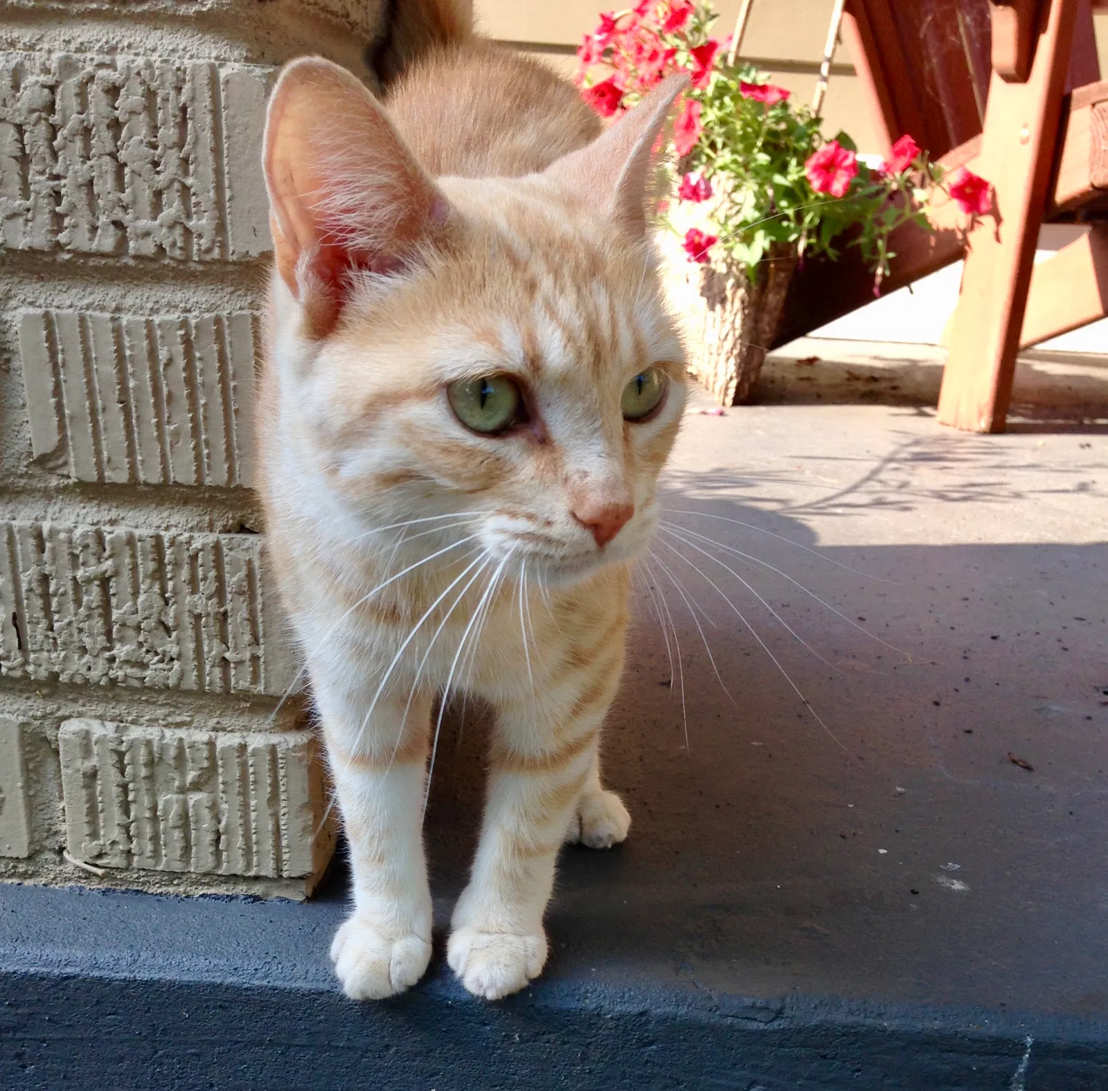 Lost cat in Nashville, TN, 37206