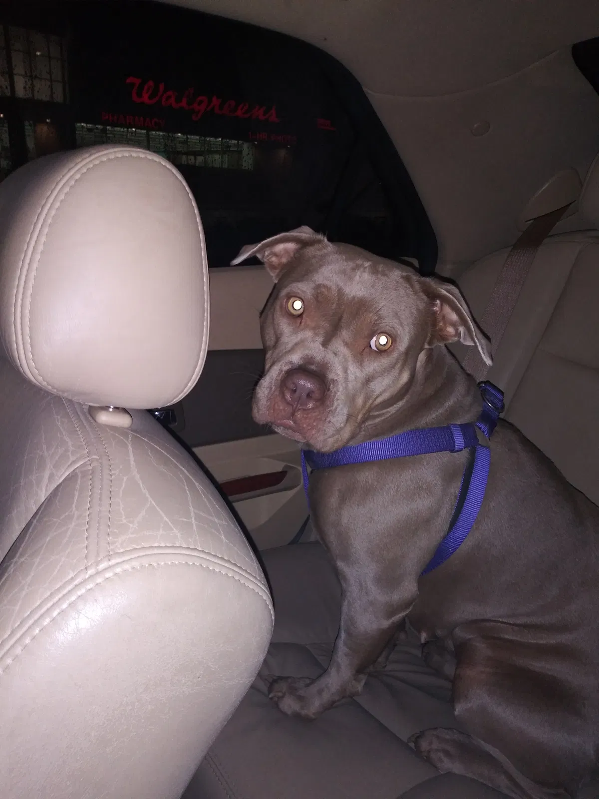 Lost dog in Louisville, KY, 40272